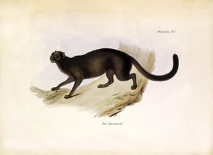 Felis Yagouarondi Jaguarondi eli eyra eli saukkokissa, amerikkalainen kissaeläin, jonka Charles Darwin kuvasi Beaglen tutkimusmatkansa aikana. Lautanen teoksesta "The zoology of the voyage of H.M.S. Beagle. described by John Gould, with notice of their hab tekijältä Unbekannter Künstler