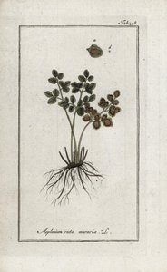 Saniainen doradilla seinien tai asplenia street seinien (Asplenium ruta muraria). Litografia Johannes Zornin (1739-1799) Alankomaiden teoksesta "Afbeelding der Artseny-Gewassen". tekijältä Unbekannter Künstler