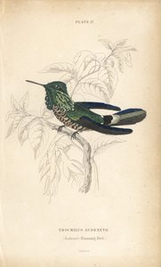 Juhlakolibri, Lophornis chalybeus (Audenet
