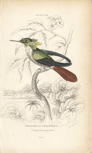 Juhlakolibri, Lophornis chalybeus (Vieillot