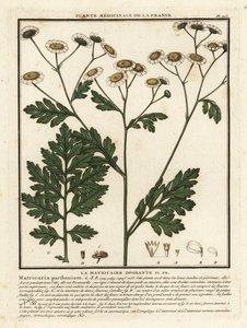 Feverfew, Tanacetum parthenium. tekijältä Unbekannter Künstler