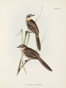 Finches, n. 1832-1836 tekijältä Unbekannter Künstler