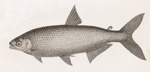 Kala: Le Characin tekijältä Unbekannt