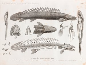 Kalat: Le Polyptere Bichir, anatomia tekijältä Unbekannt