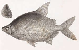 Kala: Le Serrasalme Citharine tekijältä Unbekannt