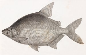 Kala: Le Serrasalme Citharine tekijältä Unbekannt