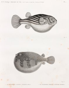 Kala: Tetrodon tekijältä Unbekannt