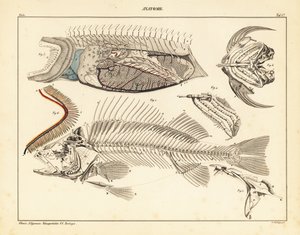 Kalan anatomia, jossa näkyy luuranko, kidukset jne., 1841 (litografia) tekijältä Unbekannter Künstler