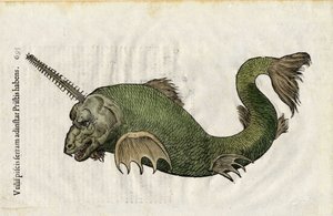 Kala näki (Pristis) vuonna "Ulyssis Aldrouandi... De piscibus libri V et de cetis lib. vnus/Ioannes Cornelius Vteruerius... collegit; Marc. Antonius Bernia in lucem restituit... ", käsittelee Ulisse Aldrovandin (1522-1605) luonnonhistoriaa. Bologna tekijältä Unbekannter Künstler