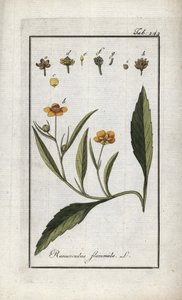 Liekki-voikukka tai pieni vallihauta tai pieni liekki (Ranunculus flammula). Litografia teoksesta "Afbeelding der Artseny-Gewassen", Johannes Zorn (1739-1799), Alankomaat. tekijältä Unbekannter Künstler