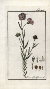 Pellavansiemenet (Linum usitatissimum). Litografia Johannes Zornin (1739-1799) teoksesta "Afbeelding der Artseny-Gewassen", Alankomaat. tekijältä Unbekannter Künstler
