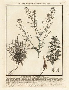 Flixweed, Descurainia sophia. tekijältä Unbekannter Künstler