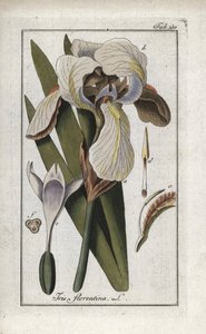 Firenzen iiris (Iris florentina). Litografia Johannes Zornin (1739-1799) teoksesta "Afbeelding der Artseny-Gewassen", Alankomaat. tekijältä Unbekannter Künstler