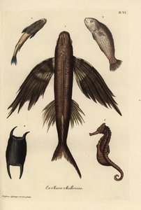 Lentokala, Exocoetus volitans 1, imukala, Remora remora 2, barramundi, Lates calcarifer 3, suomu 4, merihevonen, Hippocampus laji 5. Käsin värjätty kuparipiirros Christian Leinbergerin kuvituksen mukaan Georg Wolfgang Knorrin teoksesta Deliciae. tekijältä Unbekannter Künstler