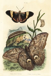 Metsäpöllöperhonen, Caligo eurilochus 1 ja Brassolis sophorae perhonen, nukke ja toukka 2 tekijältä Unbekannt