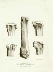 Charles Darwinin Beagle-retkikuntansa aikana kuvaaman Macrauchenia-nimisen esihistoriallisen eläimen fossiiliset luut (metatarse ja metacarp). Lautanen teoksesta "The Zoology of the voyage of the H.M.S. Beagle under the command of Captain Fitzroy during tekijältä Unbekannter Künstler
