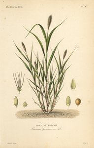 Kettuhirssi tai italialainen hirssi, Setaria italica, Panicum germanicum, Moha de Hongrie tekijältä Unbekannt