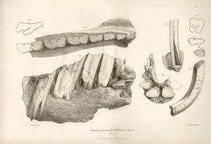 Esihistoriallisen eläimen, Toxodonin, leuan ja hampaiden katkelma, jonka Charles Darwin löysi Montevideon läheltä Uruguaysta Beagle-aluksella tekemänsä tutkimusmatkan aikana. Kapteeni Fitzroyn komennossa olleen H.M.S. Beaglen matkan eläintiede vuosina tekijältä Unbekannter Künstler