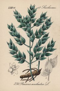 Fragon False Holly tai Small Holly - teurastajan luuta, Ruscus aculeatus. Käsin väritetty litografia Diederich von Schlechtendalin teoksesta Saksan kasvisto (Flora von Deutschland), Jena. tekijältä Unbekannter Künstler