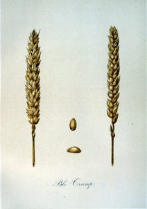 Ranskalainen 1800-luvun kuvitus maissinkorvista tekijältä Unbekannter Künstler