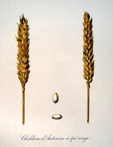 Ranskalainen 1800-luvun kuvitus maissinkorvista tekijältä Unbekannter Künstler