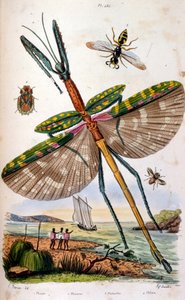 Ranskalainen. Värillinen kuvitus. päivätty noin 1884. kuvaa erilaisia trooppisia hyönteisiä, mukaan lukien suuri lohikäärmekärpänen. tekijältä Unbekannter Künstler