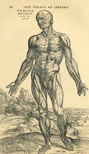 Miehen ihmiskehon etuosa, Andreas Vesaliuksen anatominen tutkimus, jonka alun perin julkaisi De Humani Corporis Fabrica Libri Septem (ihmiskehon kudoksesta seitsemässä kirjassa), julkaissut Basel tekijältä Unknown