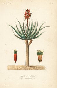Fynbos aloe, Aloe succotrina, Aloe succotrina tekijältä Unbekannt