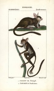 Galago du Senegal ja tarsier de Daubenton - Eau forte, Jean Gabriel Pretre (1780-1845), kaiverrettu Carnonkelin toimesta, Frederic Cuvierin luonnontieteiden sanakirjaan: nisäkkäät, toimittanut Pierre Jean Francois Turpin (1775-1840), julkaissut F.G.Levrau. tekijältä Unbekannter Künstler
