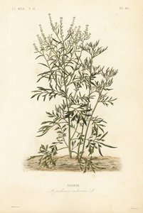 puutarhakrassi, sinappi ja krassi tai pippurijuuri, Lepidium sativum, Nasitor tekijältä Unbekannt
