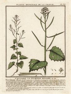 Valkosipulisinappi, Alliaria petiolata. tekijältä Unbekannter Künstler