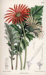 Gerbera jamesoni, Transvaalista (Etelä-Afrikka) kotoisin oleva oranssi kukka. Matilda Smithin (1854-1926) piirros, John Nugent Fitchin litografia, Joseph Dalton Hookerin toimittamassa Curtis Botanical Magazine -lehdessä, jonka on julkaissut L. Reeve and Co tekijältä Unbekannter Künstler