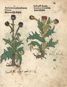 latva-artisokka, Cynara cardunculus var. scolymus, ja villi ohdake, Carduus sylvestris. Käsinväritetty puupiirroskuva kasvitieteellisestä kuvituksesta Adam Lonicerin teoksesta Krauterbuch, or Herbal, Frankfurt. tekijältä Unbekannter Künstler