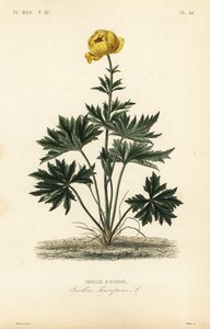 Globeflower, Trollius europaeus, Trollie d
