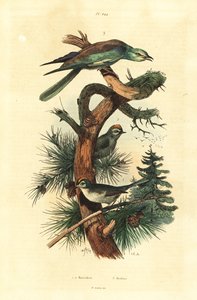 Goldcrests, Regulus regulus ja eurooppalainen jyrä, Coracias garrulus tekijältä Unbekannt