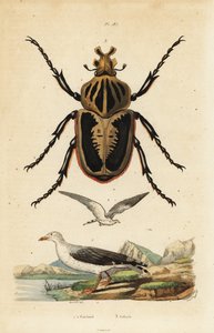 Goljatkuoriainen, Goliath goliatus 1 ja lokki, lokki tekijältä Unbekannt
