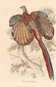 Suuri argusfasaani, Argusianus argus (Argus giganteus). Käsinväritetty litografia Georg Friedrich Treitschken luonnontieteellisestä galleriasta, Naturhistorischer Bildersaal des Thierreiches, Liepzig. tekijältä Unbekannter Künstler