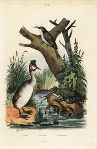 Harivuori, Podiceps cristatus 1, vihreä sammakko, Pelophylax esculentus 2 ja kääpiö, Certhia familiaris 3 tekijältä Unbekannt