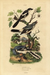 Harmaaristikko, Lanius excubitor, harmaaselkäinen fiscal, Lanius excubitoroides ja fiscal shrinke, Lanius collaris Pie Grieche kunta, pohjoisen vero tekijältä Unbekannt