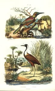 Suuri jacamar, Jacamerops aureus ja pohjois-jacana, Jacana spinosa tekijältä Unbekannt