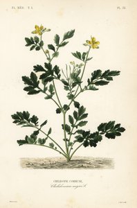 Selandiini, Chelidonium majus, Chelidoine tekijältä Unbekannt