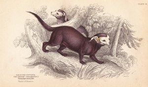 Isokoskelo, Gallictis vittata. Lizarsin käsin värjätty teräskaiverrus Charles Hamilton Smithin kuvituksen mukaan William Jardine