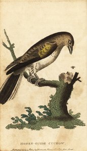 Suurempi hunajaopas, osoitinilmaisin. ,1800 (kaiverrus) tekijältä Unbekannter Künstler