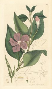Vinca major (grande periwinkle) Käsinväritetty kuparipiirros James Sowerbyn piirroksen mukaan James Smithin englantilaista kasvitieteellistä teosta varten. tekijältä Unbekannter Künstler