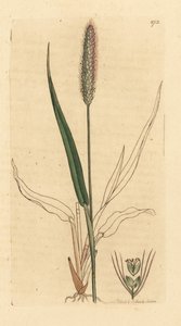 Vihreä ketunhäntäruoho, Setaria viridis (Green panick-grass, Panicum viride) Käsinväritetty kuparipiirros James Sowerbyn piirroksen mukaan James Smithin englantilaista kasvitieteellistä teosta varten. tekijältä Unbekannter Künstler