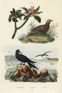 Harmaasiipinen francoliini, Scleroptila afra 2, iso fregattilintu, Fregata minor 3 ja punainen frangipani, Plumeria rubra 1 tekijältä Unbekannt