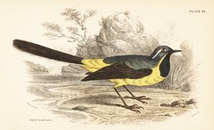 Harmaavästärä, Motacilla cinerea. 1889 (kaiverrus) tekijältä Unbekannter Künstler