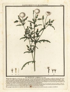 Groundsel, Senecio vulgaris. tekijältä Unbekannter Künstler