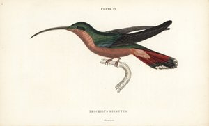Karvajalkainen kolibri, Glaucis hirsutus (Rufos-breasted hermit, Trochilus hirsutus). William Lizarsin käsin väritetty teräskaiverrus Sir William Jardinen Naturalist