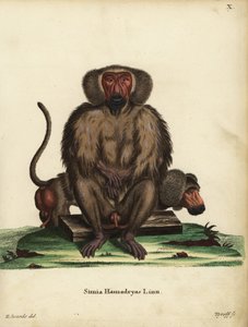 Hamadryas-paviaani, Papio hamadryas. Simia hamadryas Linn. Tyroffin käsin värjätty kuparipiirros George Edwardsin kuvituksen mukaan Johann Christian Daniel Schreberin teoksesta Animal Illustrations after Nature, or Schreber